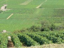 Secteur viticole