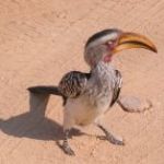 Ornithologie