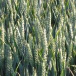 Secteur agricole