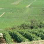 Secteur viticole
