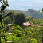Toscane